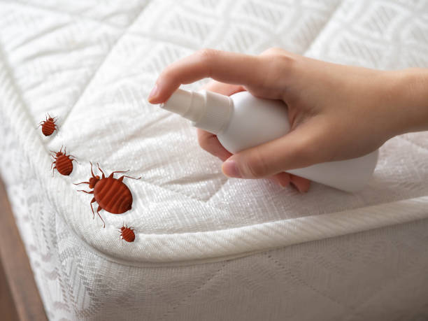 Best Local Pest Control Services  in Canton, IL